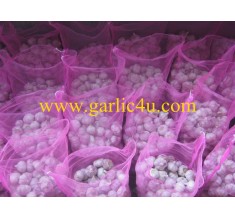new crop china fresh garlic for Guyana