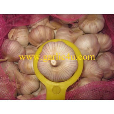 5.0cm normal white garlic for Guyana