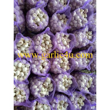 new crop china fresh garlic 10kg/mesh bag