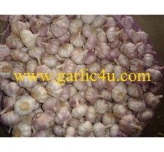 Normal white garlic 10kg/carton