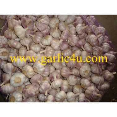 Normal white garlic 10kg/carton