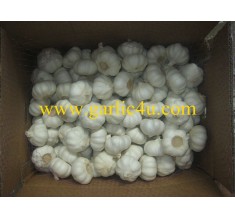Pure white garlic10kg/carton