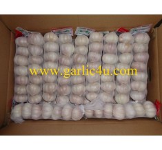 Normal white garlic 4.5cm 0.5lb packing