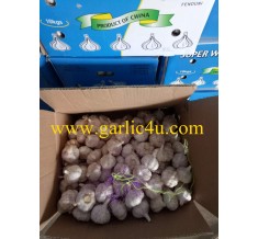 Normal white garlic 10kg/carton for Dakar