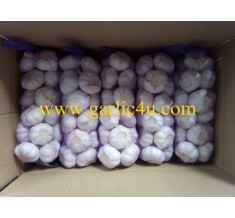 1kg small package garlic with purple color mesh bag