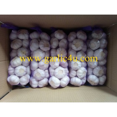 1kg small package garlic with purple color mesh bag