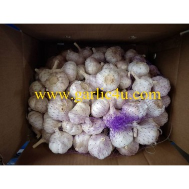 export crop of cold storage garlic