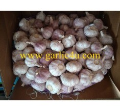 Cold storage crop China garlic with low price
