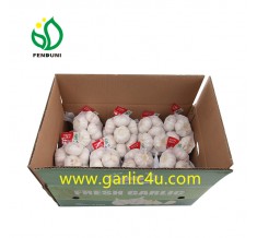 Fresh Garlic in 1lb/net bag