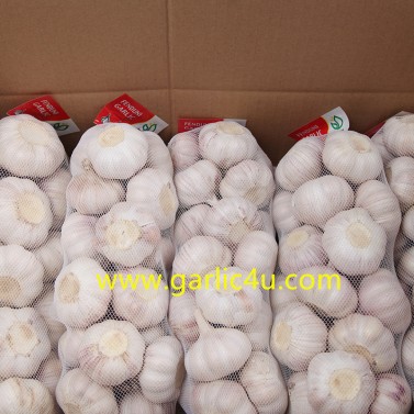 normal white garlic 1kg small packing