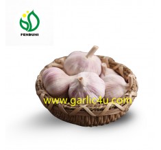 Supply Chinese/China Fresh Normal White Garlic