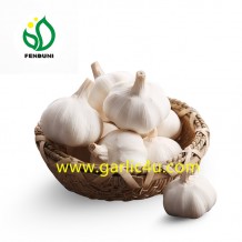 Supply Chinese/China Fresh Pure White Garlic