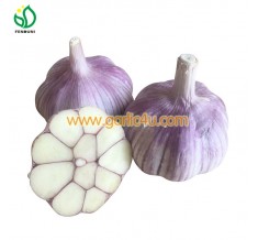 2020 China Fresh Garlic Alho ( new crop)