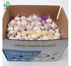Fresh Garlic in 10kg/carton