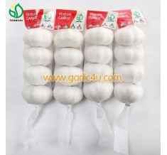 Fresh Garlic in 4p/net bag