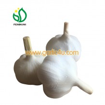 2020 new crop 4p .5p .3p pure white garlic