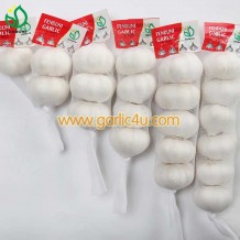 2022 crop chinese garlic exporters China professional factory