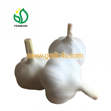 2022 new crop 4p .5p .3p pure white garlic