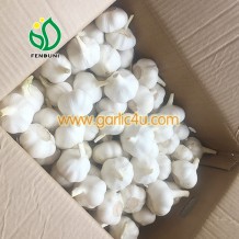China Fresh Pure White Garlic with new price 2020