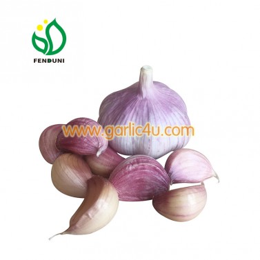 Garlic Seeds for Planting