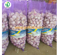 Normal White Garlic (purple garlic)