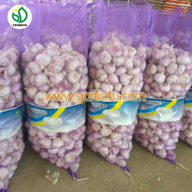 Normal White Garlic (purple garlic)