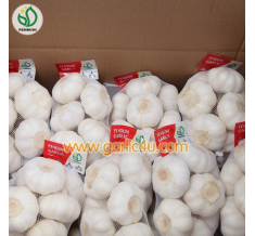 Pure white garlic 500g/10kg carton
