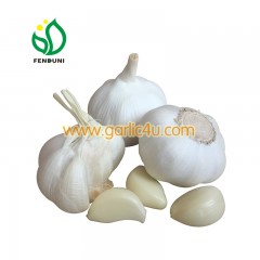 Pure White Garlic export price