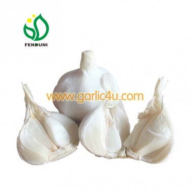 Super pure fresh white garlic for wholesale