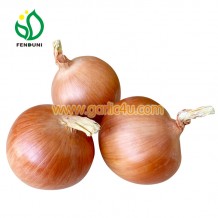 China Onion Supplier