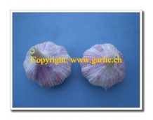 China Normal White Garlic is Needed In Vietnam