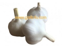 Does the US export garlic?