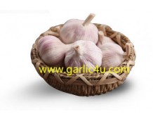 How Can You Search For The Fresh Garlic Exporter On The Net?