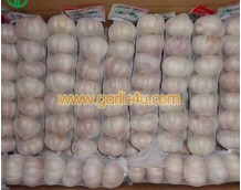 How much does garlic sell for wholesale?