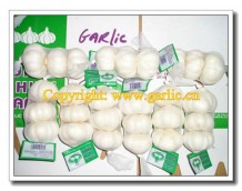 Increasing Demand of China Fresh Garlic
