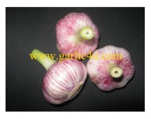 Inquiries of China fresh garlic from Malaysia, Singapore