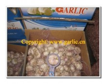Looking For China Fresh Garlic For Importing