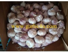 Quotes of China Garlic from Brazil, Netherlands