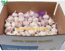 Quotes of China Garlic from Malta and Ecuador