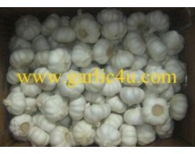 Quotes of China Garlic from United Arab Emirates