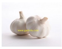 Quotes of China White Garlic from Greece