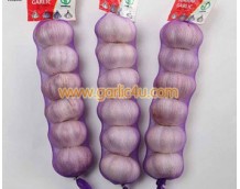 Quotes of Fresh Garlic from Kenya and Russian Federation