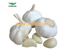 Quotes of Pure White Garlic from Italy & Bhutan