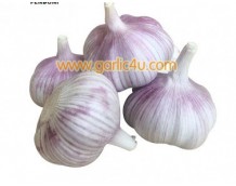 Quotes of White Garlic and Ginger from Pakistan