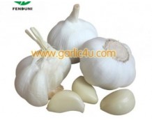 Quotes of White Garlic from Egypt and Sri Lanka