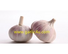 Quotes of white garlic from Philippines and Moldova