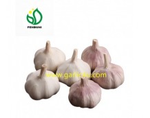 Quotes of White Garlic from Russian Federation
