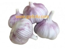 Quotes of White Garlic from South Africa and Georgia