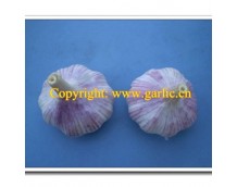 Required Orders of Normal White Garlic