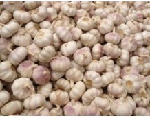 Requirements for China White Garlic and Ginger